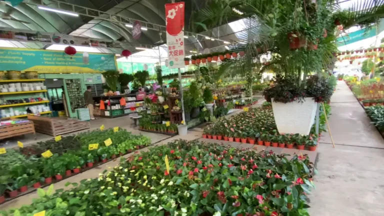 Pilihan Bunga Terbaik Kedai Bunga Murah Eksklusif di Klang