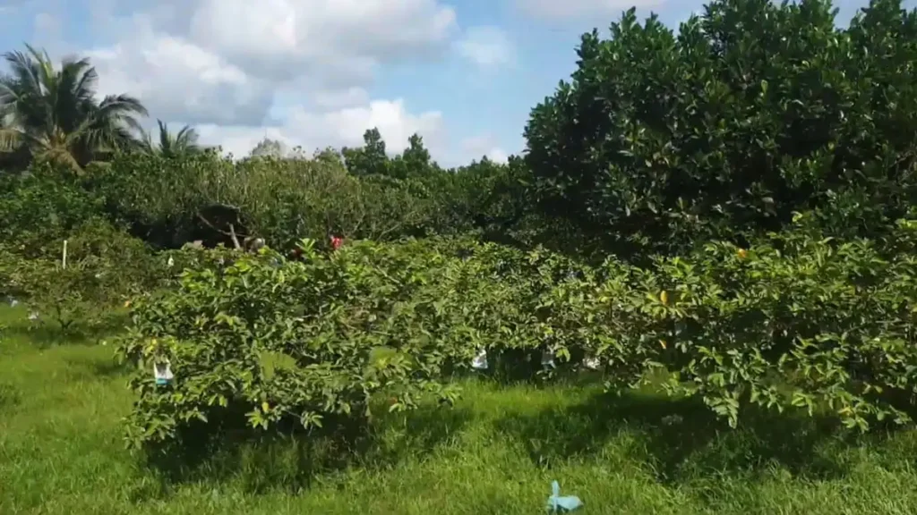 
Desaru Fruit Farm Agro Tourism: Melihat Kebun Buah yang Subur dan Mengalami Pertanian yang Berkesan